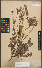 Foto von Salix starkeana Willd.